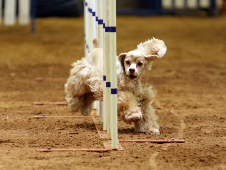 Dogs compete in Bell County Kennel Club’s Spring Agility Trial